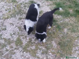 Border Collie cani Cuccioli border collie - Annuncio 5