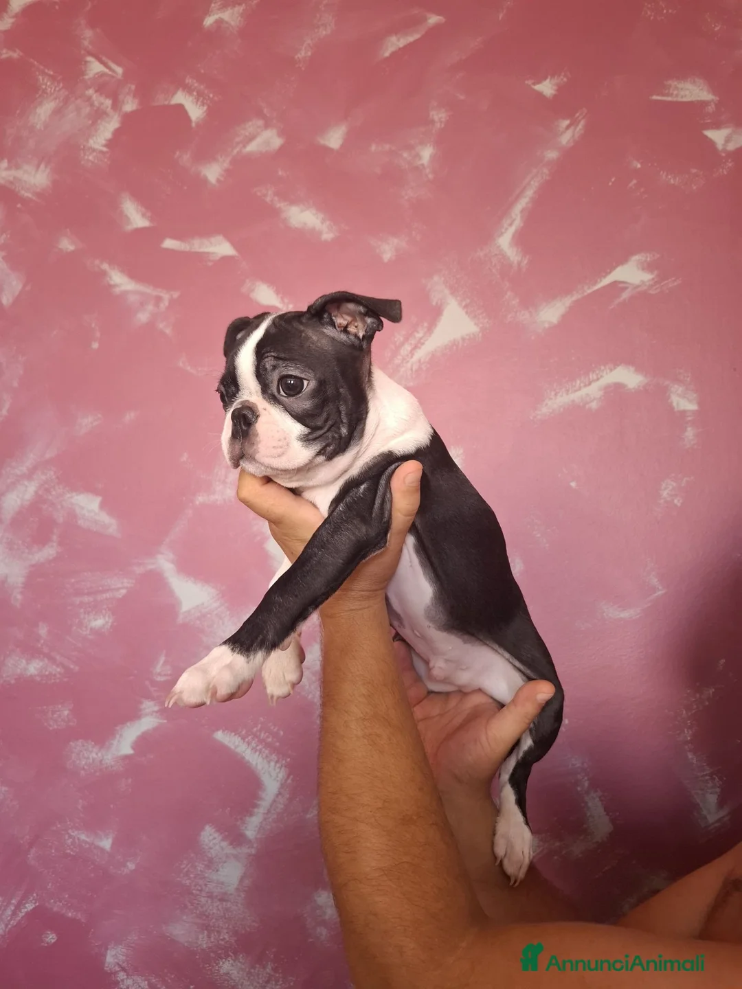 Boston Terrier cani in vendita: Disponibili 2 cuccioli maschi 3518210391  - Annuncio 2