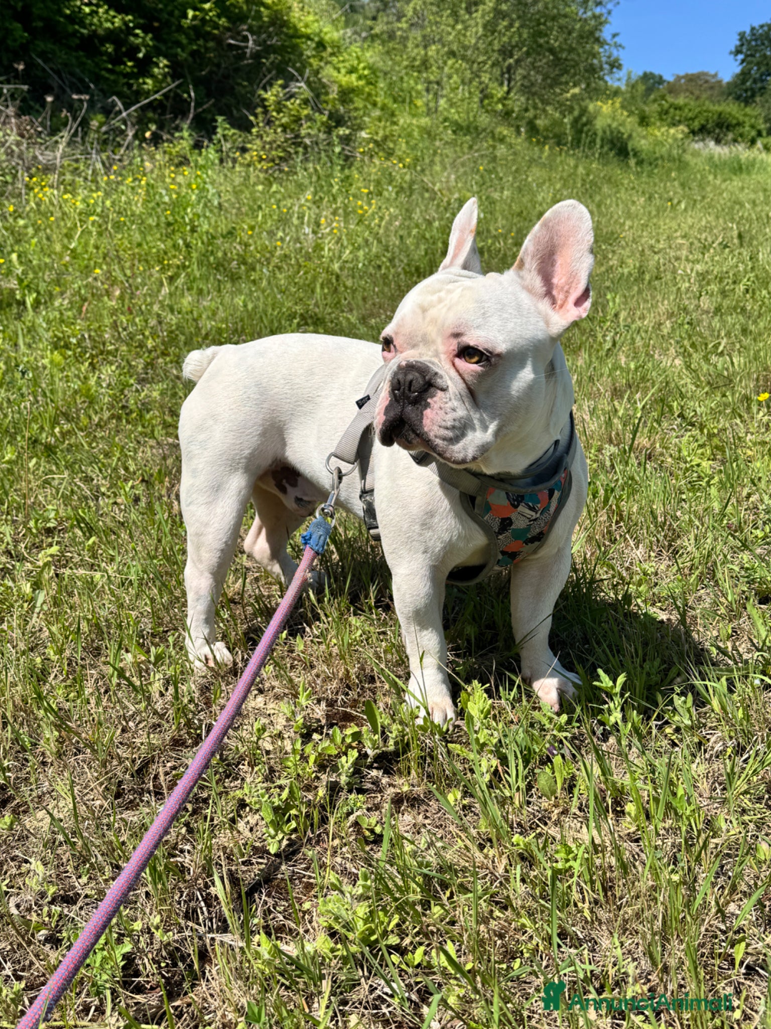 Bulldog Francese cani Bulldog francese per monta  - Annuncio 1