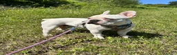 Bulldog Francese cani per accoppiamento: Bulldog francese per monta  a Provincia di Teramo - Annuncio 1