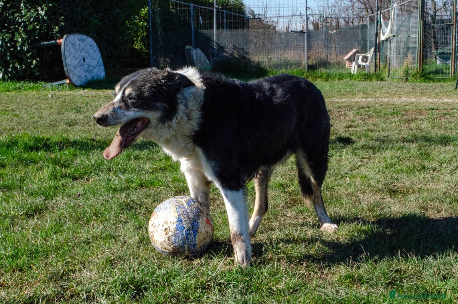 Altre razze cani rocky - Annuncio 3