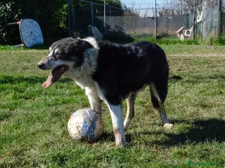 Altre razze cani rocky - Annuncio 3