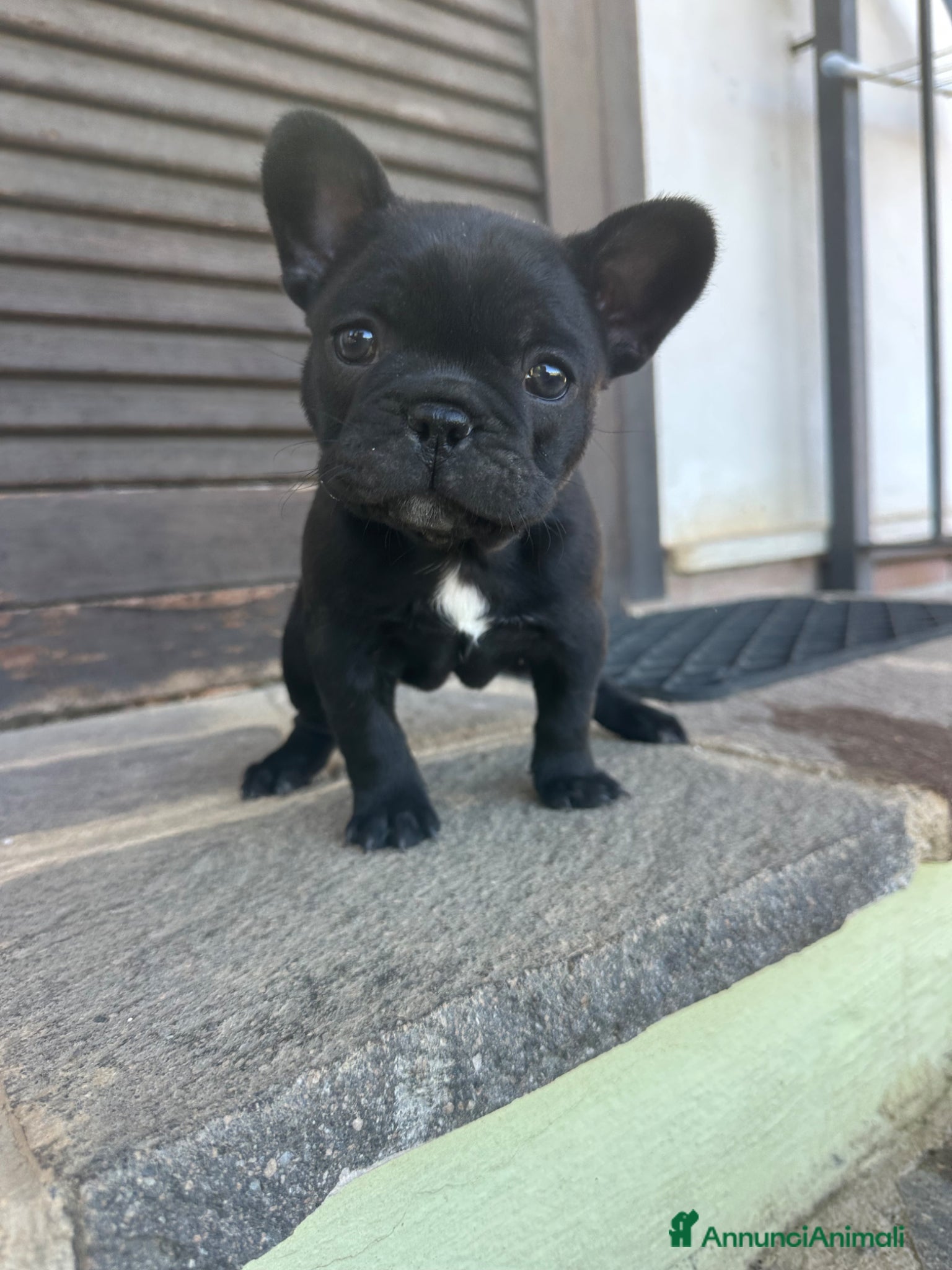 Bulldog Francese cani bulldog francese nero tigrato  - Annuncio 9