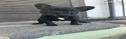Bulldog Francese cani in vendita: bulldog francese nero tigrato  - Annuncio 1