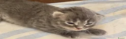 Siberiano gatti in vendita: cuccioli di gatto siberiano ANFI - Annuncio 10