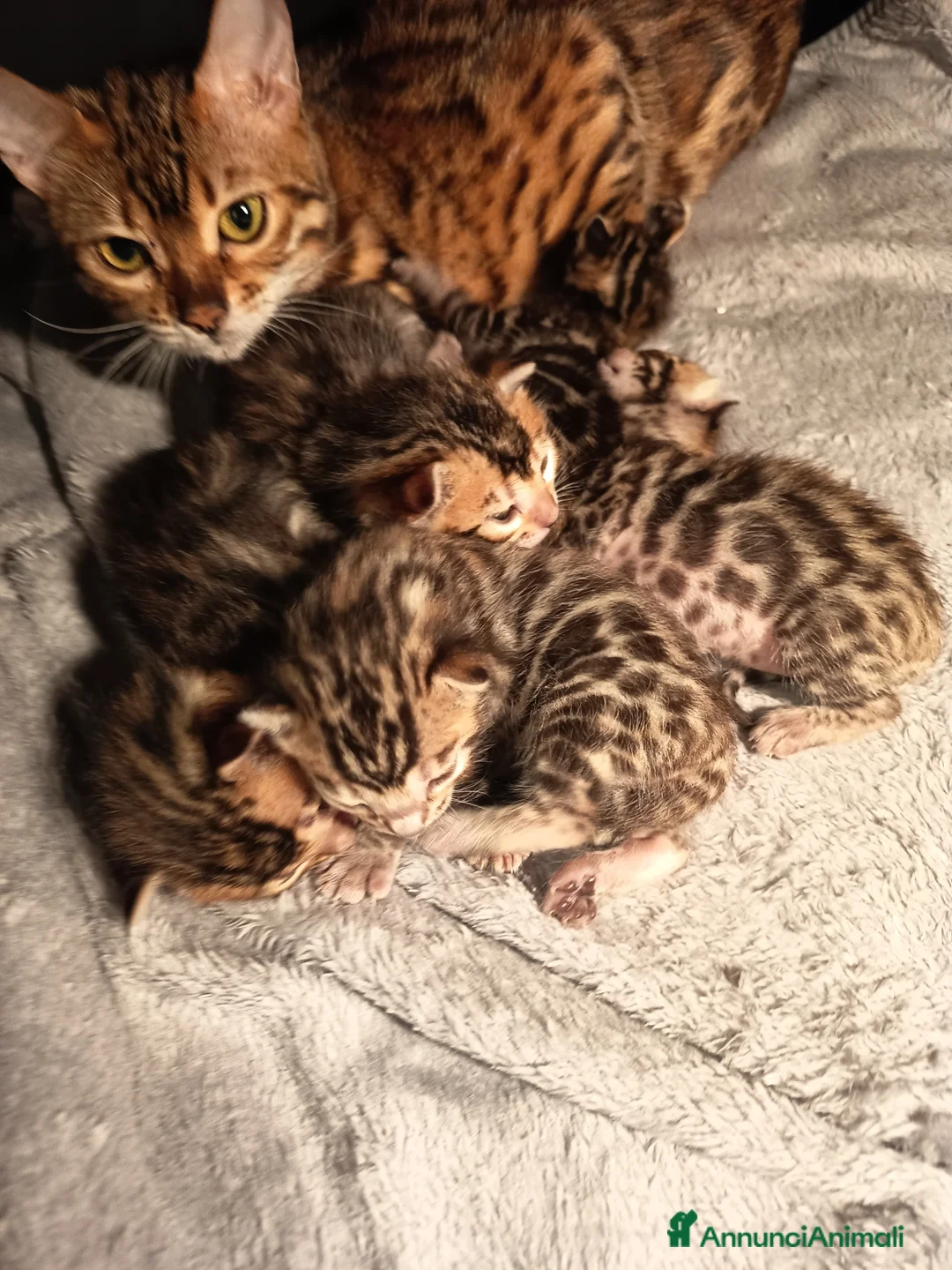 Bengala gatti in vendita: meravigliosi feminucce  - Annuncio 8