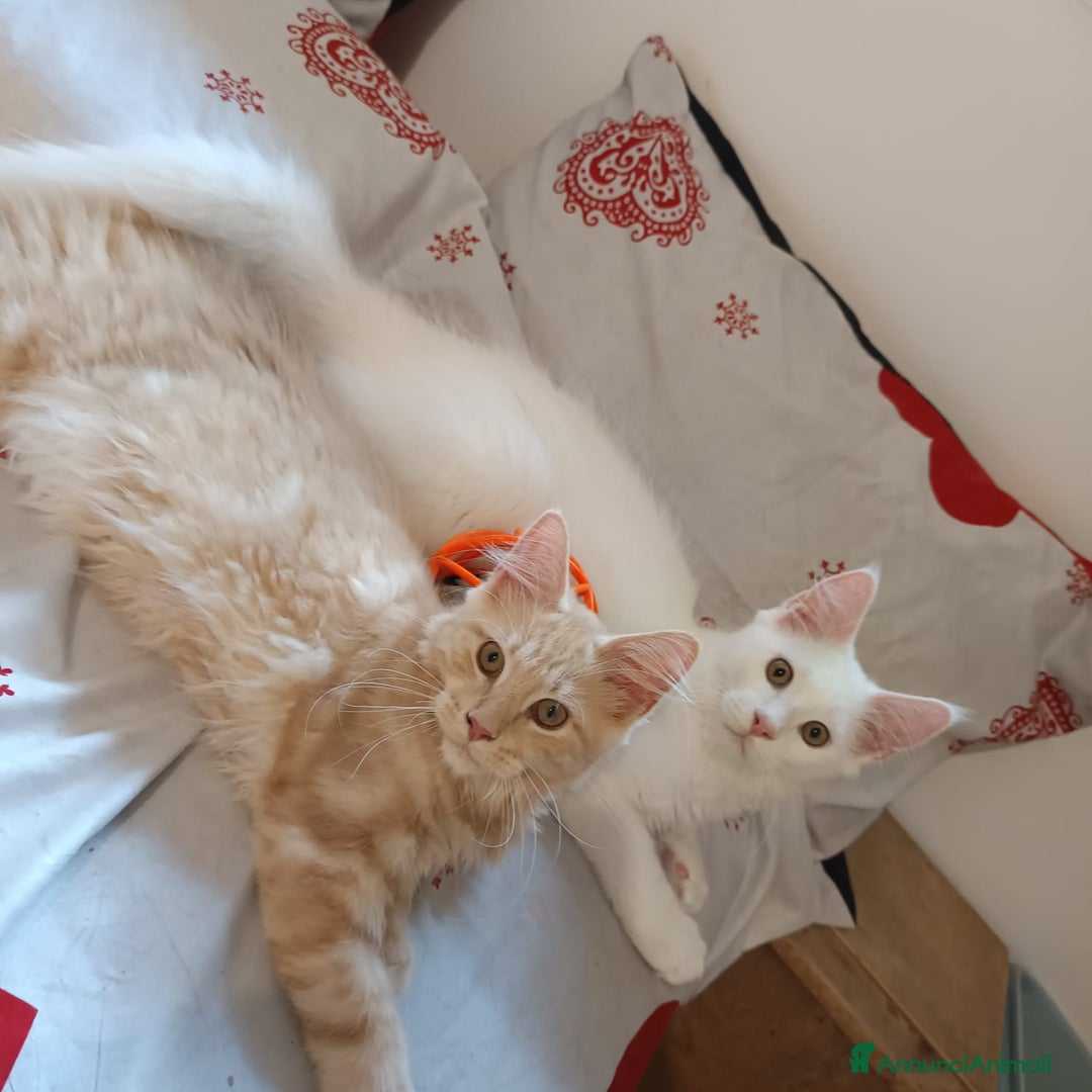 Maine Coon gatti in vendita: Cuccioli Maine coon a Provincia di Padova - Immagine 5