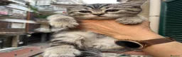 Scottish gatti in vendita: Scottish Fold & Strait blu a Città Metropolitana di Napoli - Annuncio 5