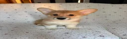 Corgi Pembroke cani in vendita: Cuccioli di Pembroke Welsh Corgi a Città Metropolitana di Firenze - Annuncio 6