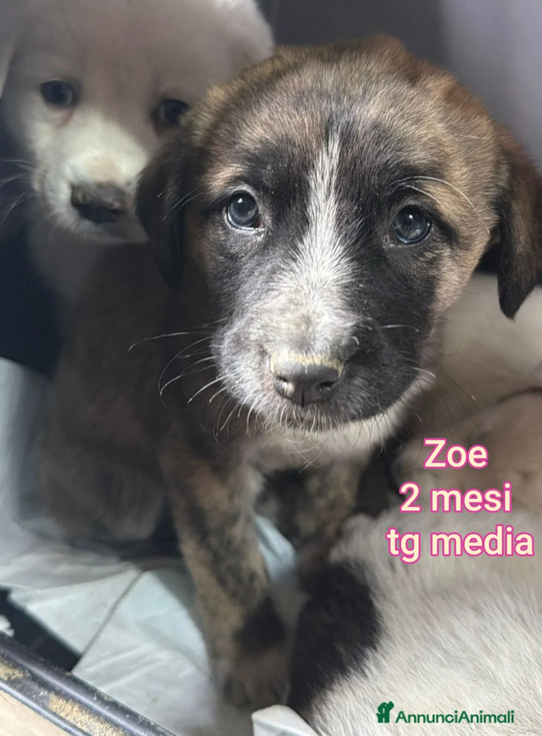 Meticcio cani in regalo: TANTI CUCCIOLI SOLI!  - Annuncio 6