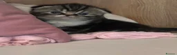 Scottish gatti in vendita: Cuccioli Scottish Fold  - Annuncio 5