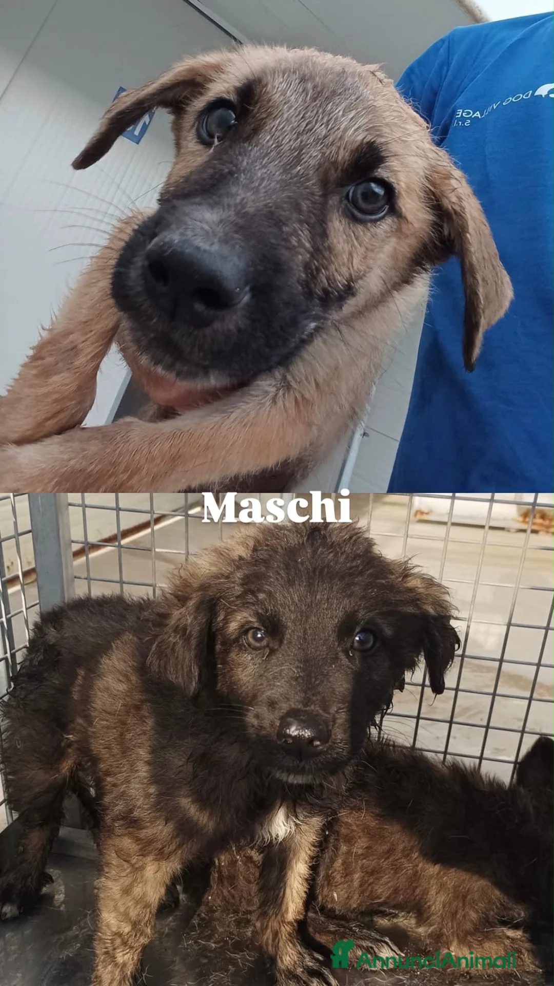 Meticcio cani in regalo: Cuccioli  - Annuncio 13