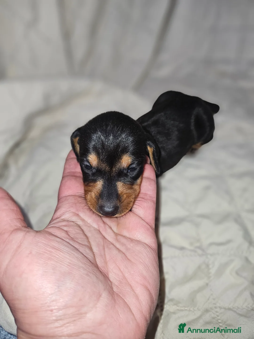 Bassotto cani in vendita: Bassotto kaninchen nero focato  a Città metropolitana di Milano - Annuncio 15