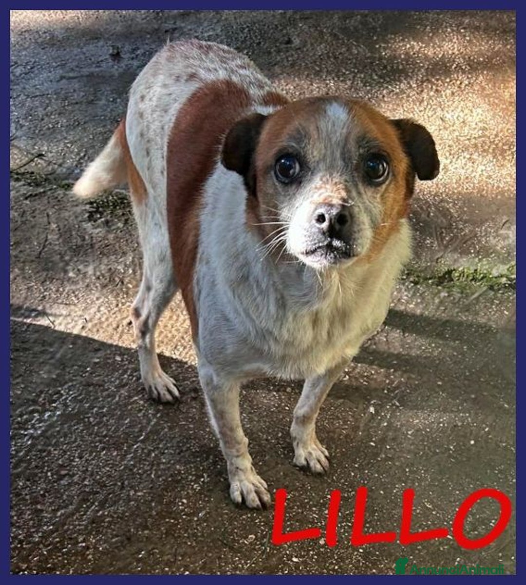 Meticcio cani in regalo: LILLO 8-9anni adorabile piccoletto! - Annuncio 1