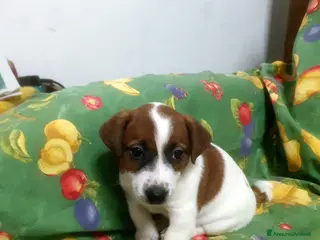 Jack Russell cani Stupendi cuccioki di Jack Russel - Annuncio 1