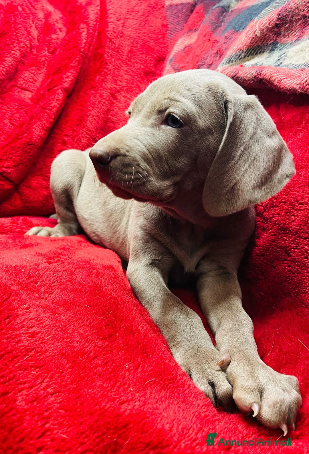 Weimaraner cani in vendita: Cuccioli di Weimaraner  a Provincia di Verona - Annuncio 3