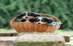 Bovaro del Bernese cani in vendita: Bernerdok's Aunts Cuccioli Y a Città Metropolitana di Torino - Immagine 4