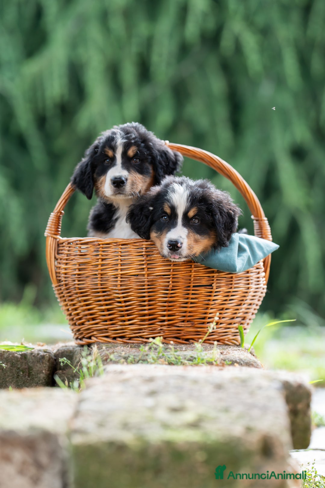 Bovaro del Bernese cani in vendita: Bernerdok's Aunts Cuccioli Y a Città Metropolitana di Torino - Immagine 4
