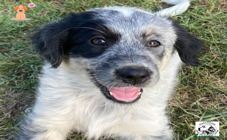 Meticcio cani a Provincia di Latina - Annuncio 19