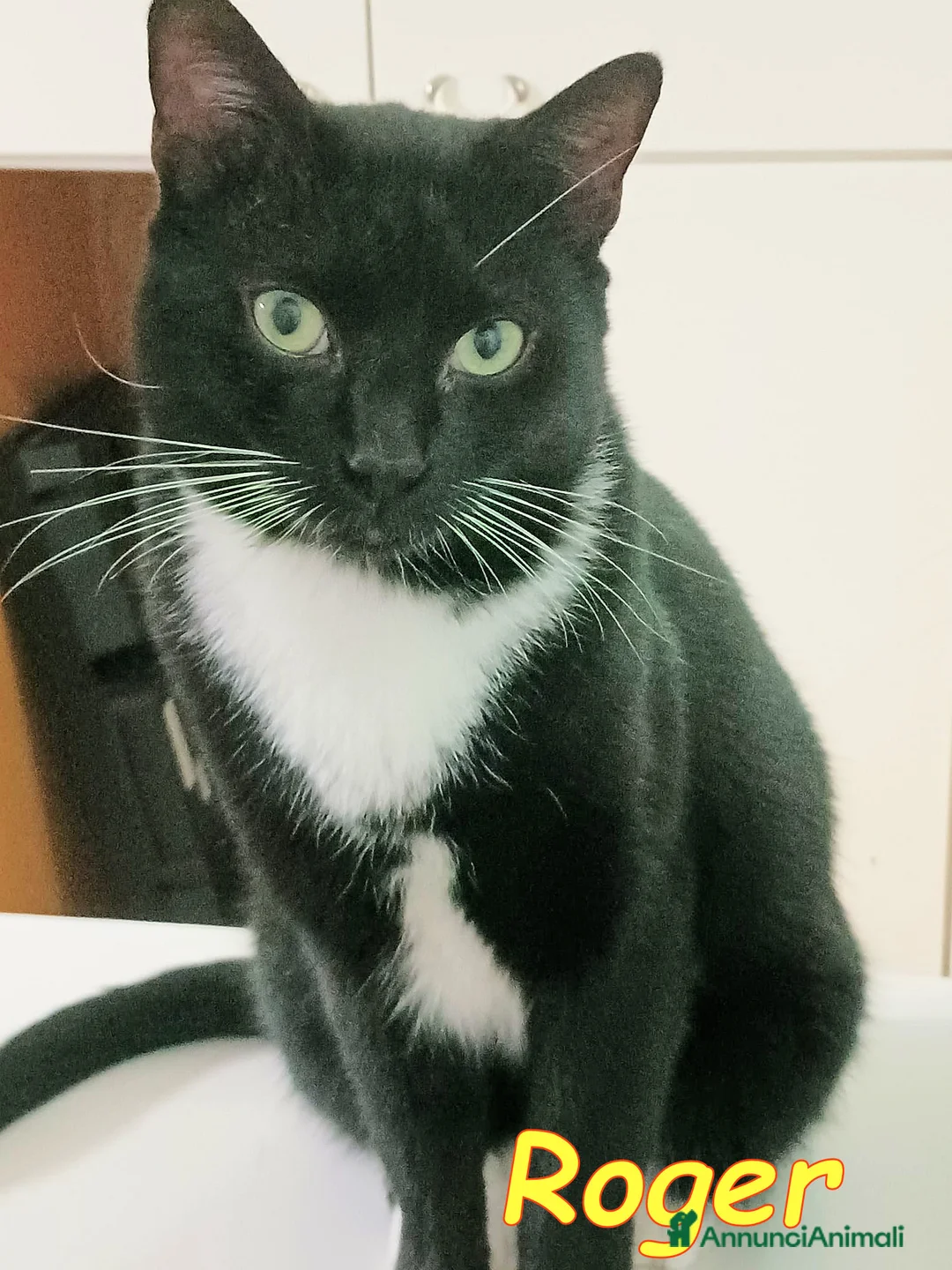 Europeo gatti in regalo: TIGROTTO E ROGER SONO RIMASTI SOLO AL MONDO - Annuncio 2