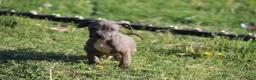 Pitbull cani in vendita: Cuccioli di Pit Bull con pedigree anche a rate - Annuncio 19
