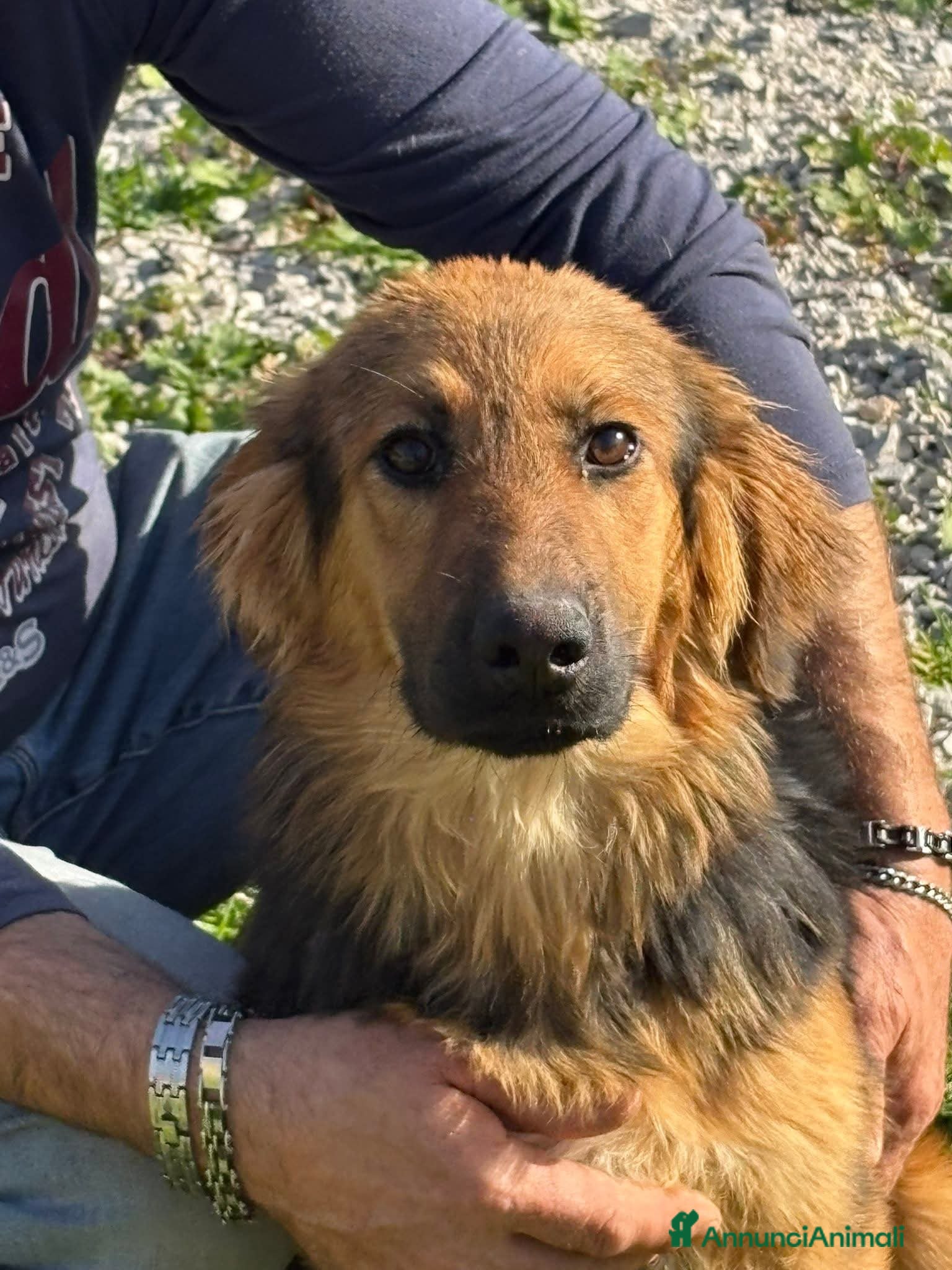 Meticcio cani LUCE cucciolotta 5 Mesi  - Annuncio 1