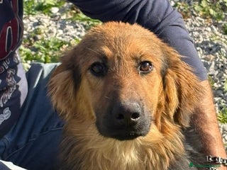 Meticcio cani LUCE cucciolotta 5 Mesi - Annuncio 1