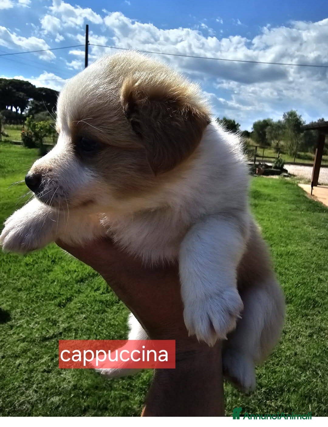 Meticcio cani in regalo: Cuccioli di taglia media piccola  - Annuncio 5