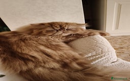 Persiano gatti in vendita: Cucciola di persiano puro Tortie  a Metropolitan City of Rome Capital - Immagine 3