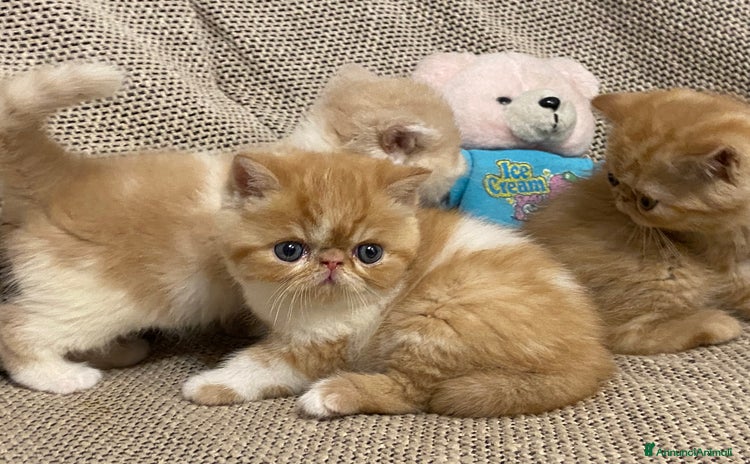 Exotic Shorthair gatti a Provincia di Cuneo - Annuncio 2