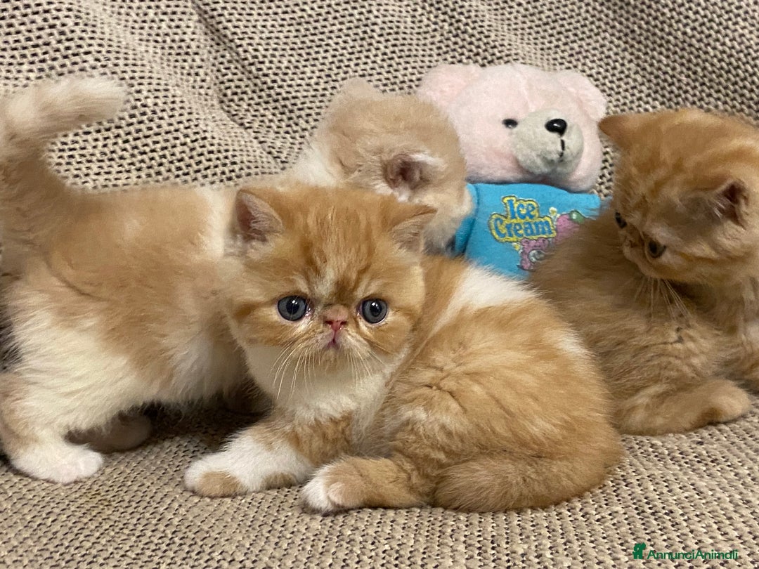 Exotic Shorthair gatti in vendita: Gattini exotic e persiani con pedigree a Provincia di Cuneo - Immagine 1