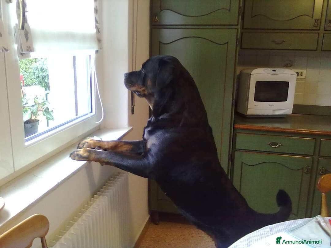 Immagine della galleria {{count}}