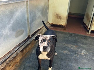 Meticcio cani ADOZ.DEL CUORE: Brad: ottavo Natale in canile!!!! - Annuncio 3