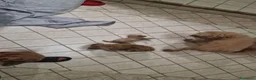 Barboncino cani in vendita: Barboncino - Annuncio 2