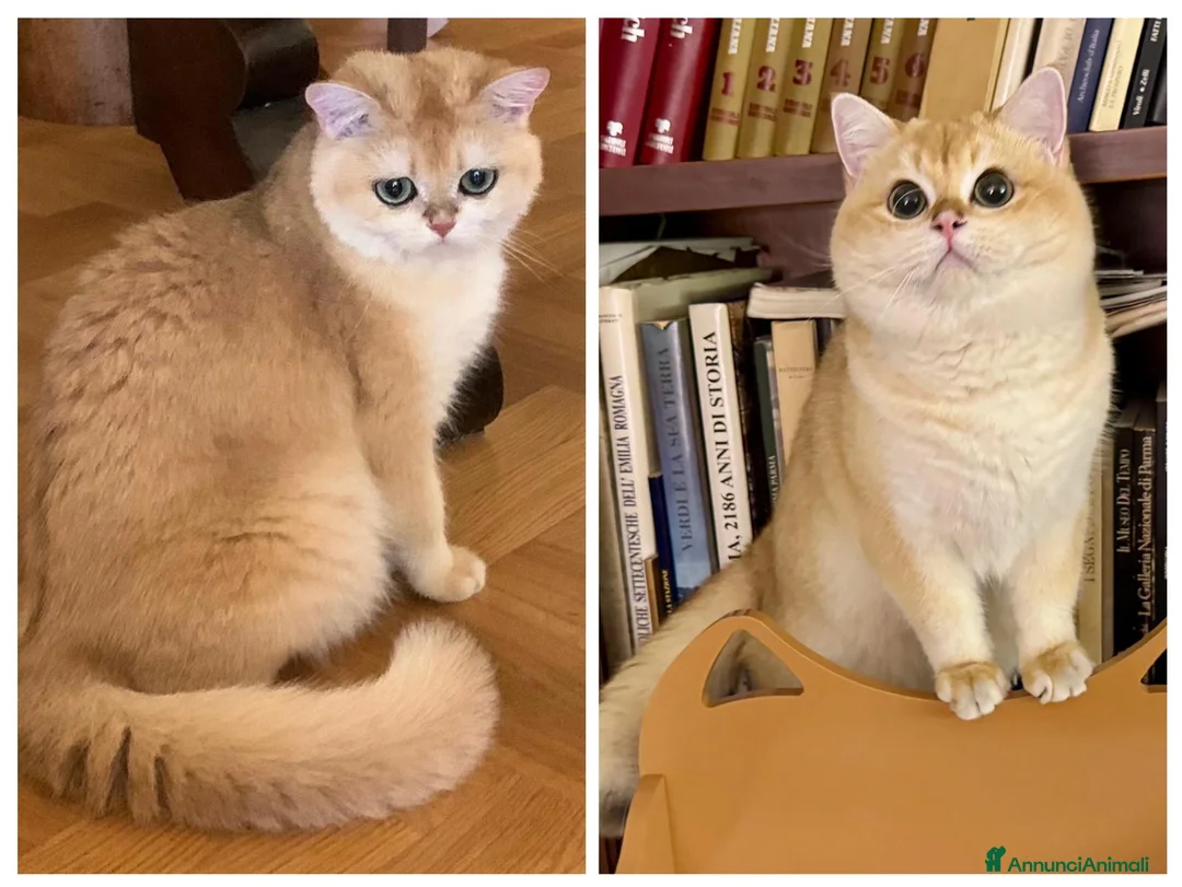 British gatti in vendita: Gattini British Shorthair golden chell  - Annuncio 4