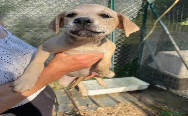 Meticcio cani a Provincia di Prato - Annuncio 14