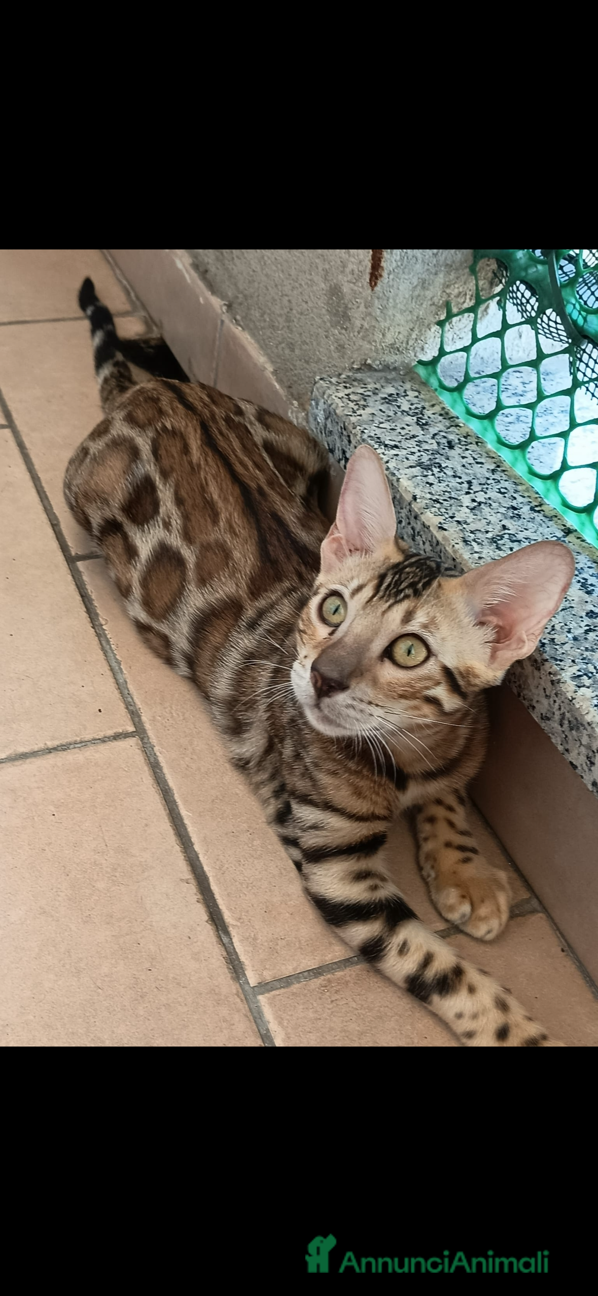 Bengala gatti Cuccioli bengala - Annuncio 22