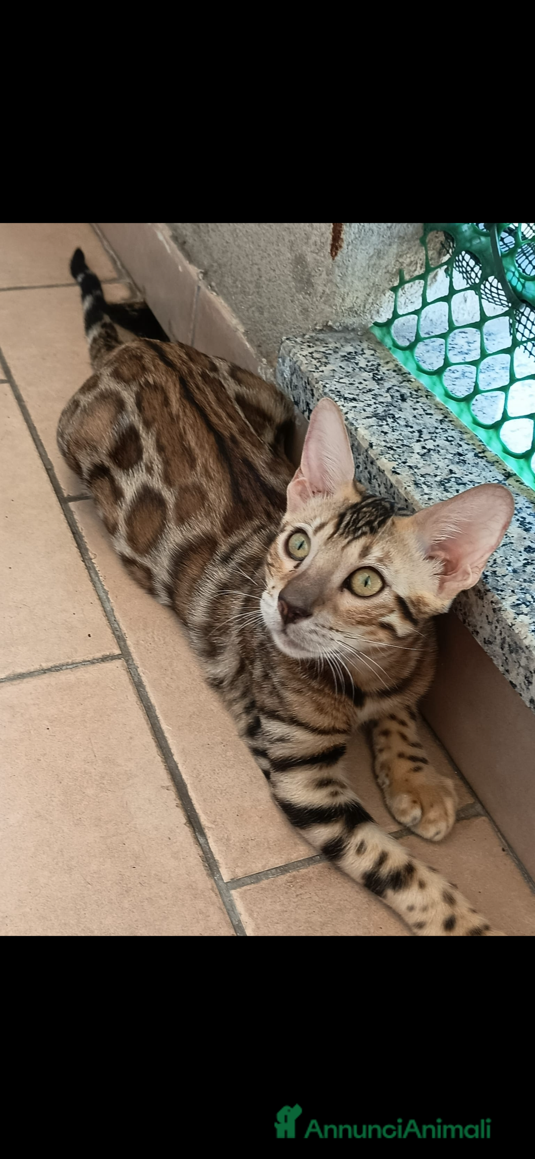 Bengala gatti in vendita: Cuccioli bengala - Annuncio 1