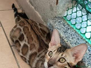 Bengala gatti Cuccioli bengala - Annuncio 27