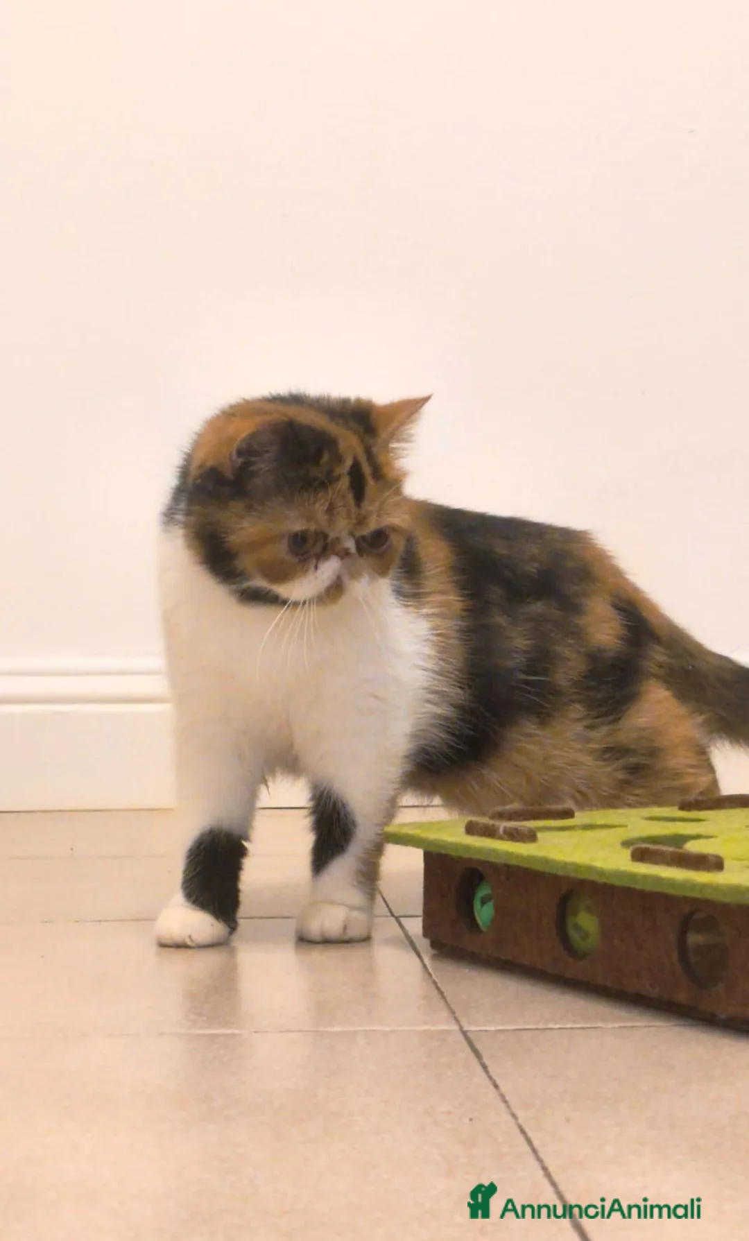 Exotic Shorthair gatti in vendita: Exotic Calico  - Annuncio 4