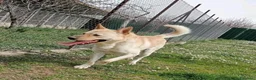 Meticcio cani in regalo: TAKESHI - Annuncio 1