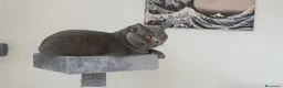 British gatti per accoppiamento: Accoppiamento British Shorthair a Città metropolitana di Milano - Annuncio 4