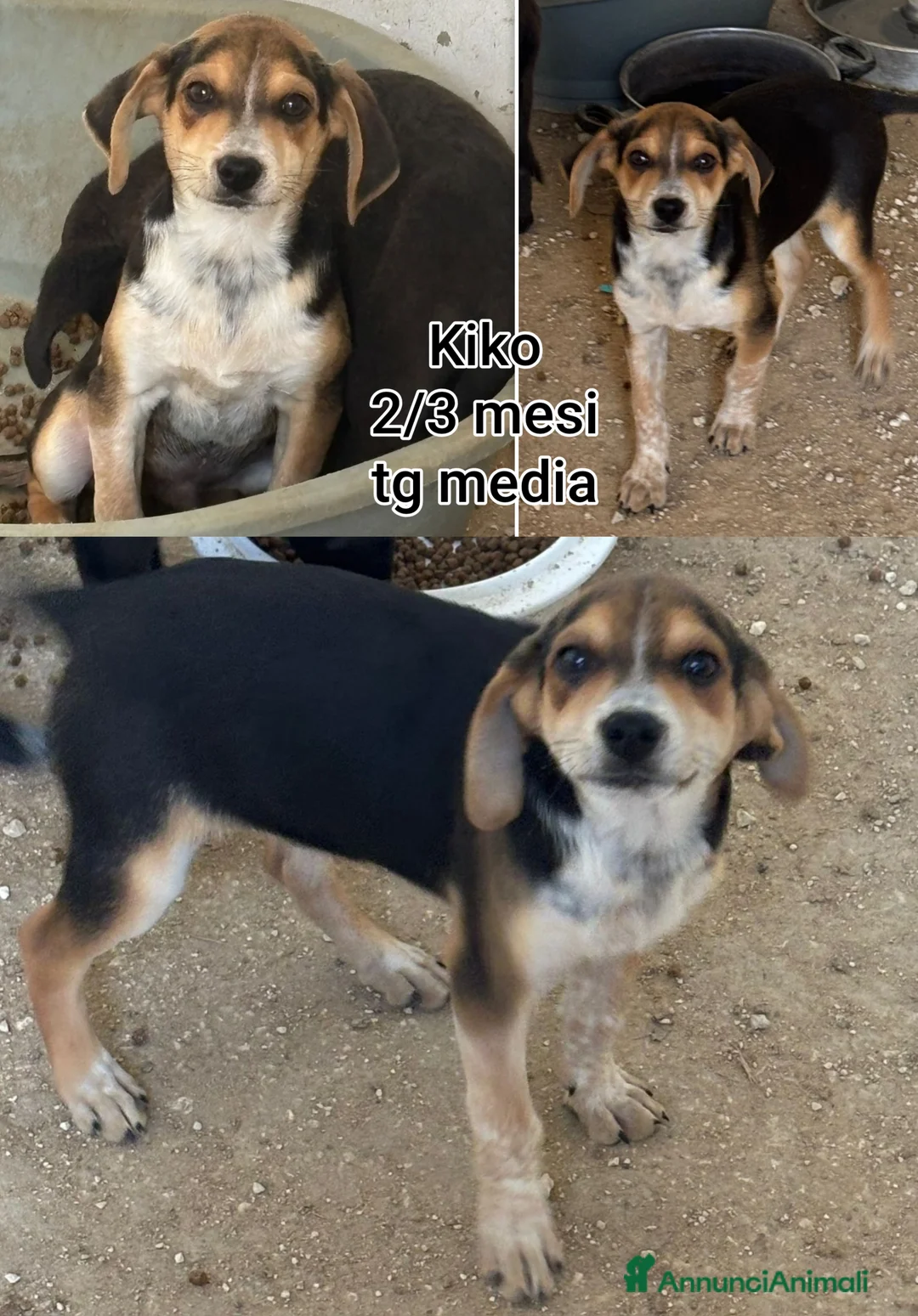 Meticcio cani in regalo: CUCCIOLI BISOGNOSI: URGENTE! - Annuncio 9