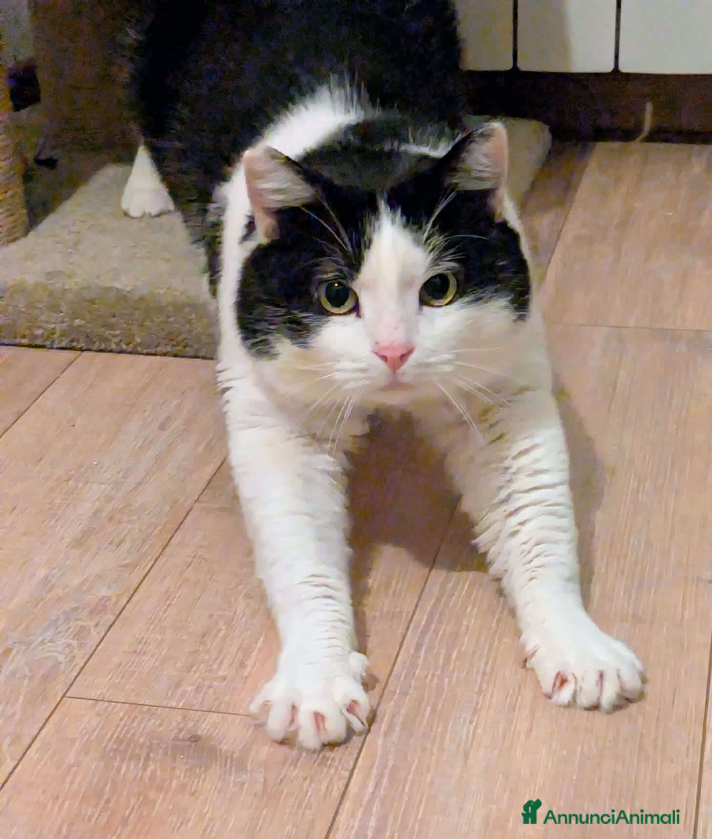 Meticcio gatti Mau micione timido buono e bello - Annuncio 10