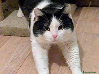 Meticcio gatti Mau micione timido buono e bello - Annuncio 10