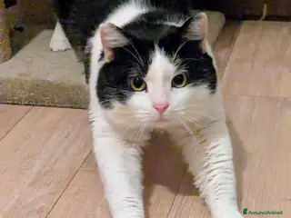 Meticcio gatti Mau micione timido buono e bello - Annuncio 24