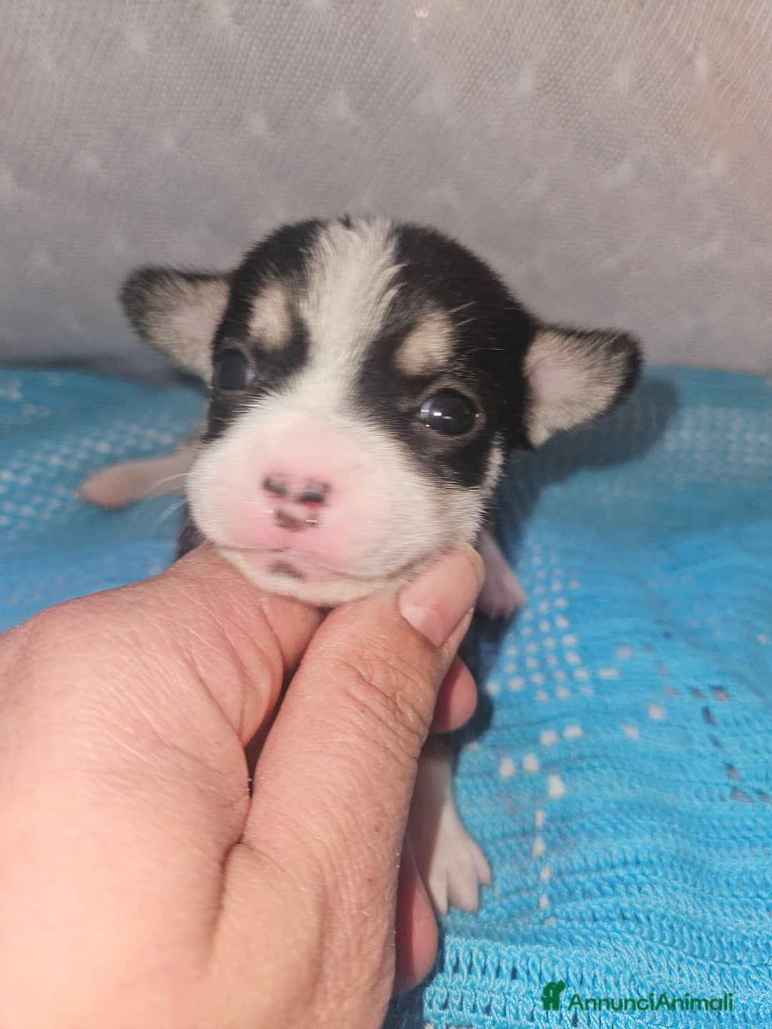 Chihuahua cani in vendita: Chihuahua nano - Annuncio 5