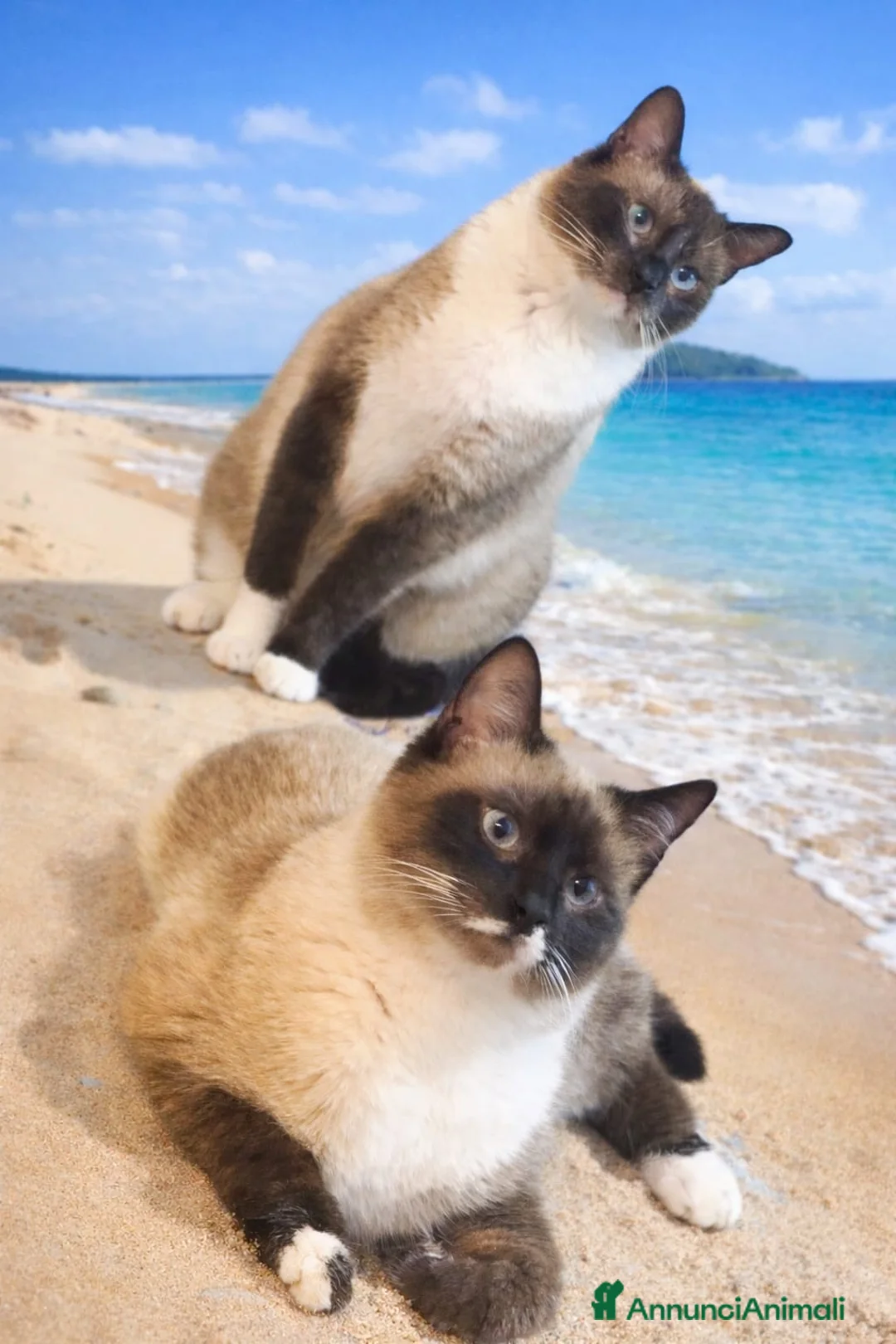 Siamese gatti in vendita: Gatti siamesi - Annuncio 1