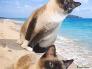 Siamese gatti in vendita: Gatti siamesi - Annuncio 2