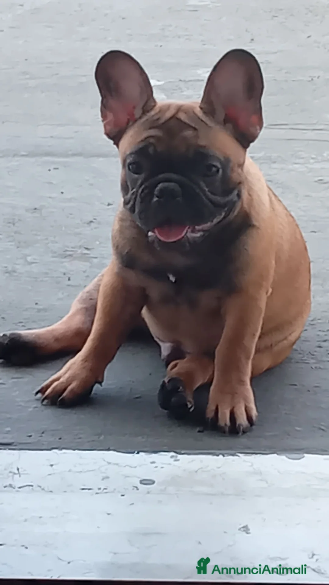 Bulldog Francese cani in vendita: Cuccioli bulldog francese  a Provincia di Ferrara - Annuncio 5